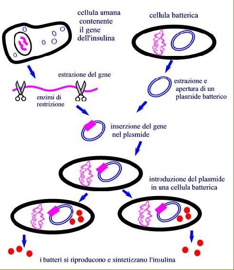 Tecnologia del DNA ricombinante